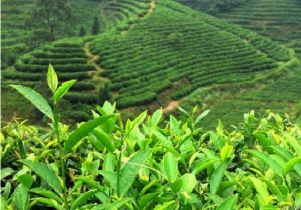 红茶种植方法是什么 详细介绍红茶的种植及加工技术