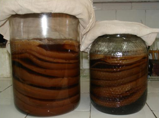 红茶菌的功效与作用及食用方法（饮用红茶菌有哪些好处）-第1张图片