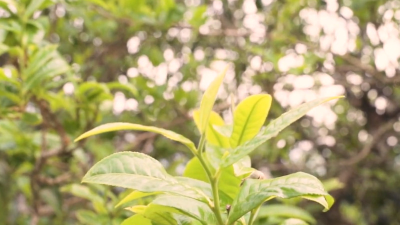 普洱茶冰岛是什么意思