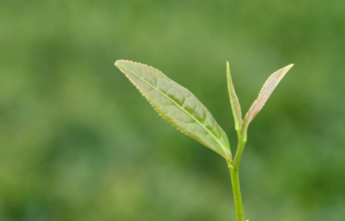 绿茶龙井茶手工制作过程