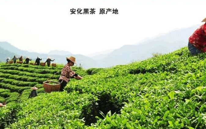 湖南安化黑茶产地在哪里 安化黑茶的起源和产地的介绍