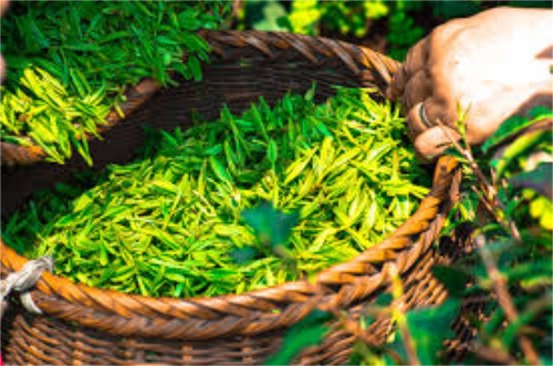 茶叶的加工工艺是什么？纯天然花香型龙井茶加工流程